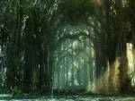 The sun light of Forest, Nature, 3D Digital Art
