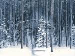 Forest magic Photo Manipulation Nature: Digital fantasy wallpaper picture